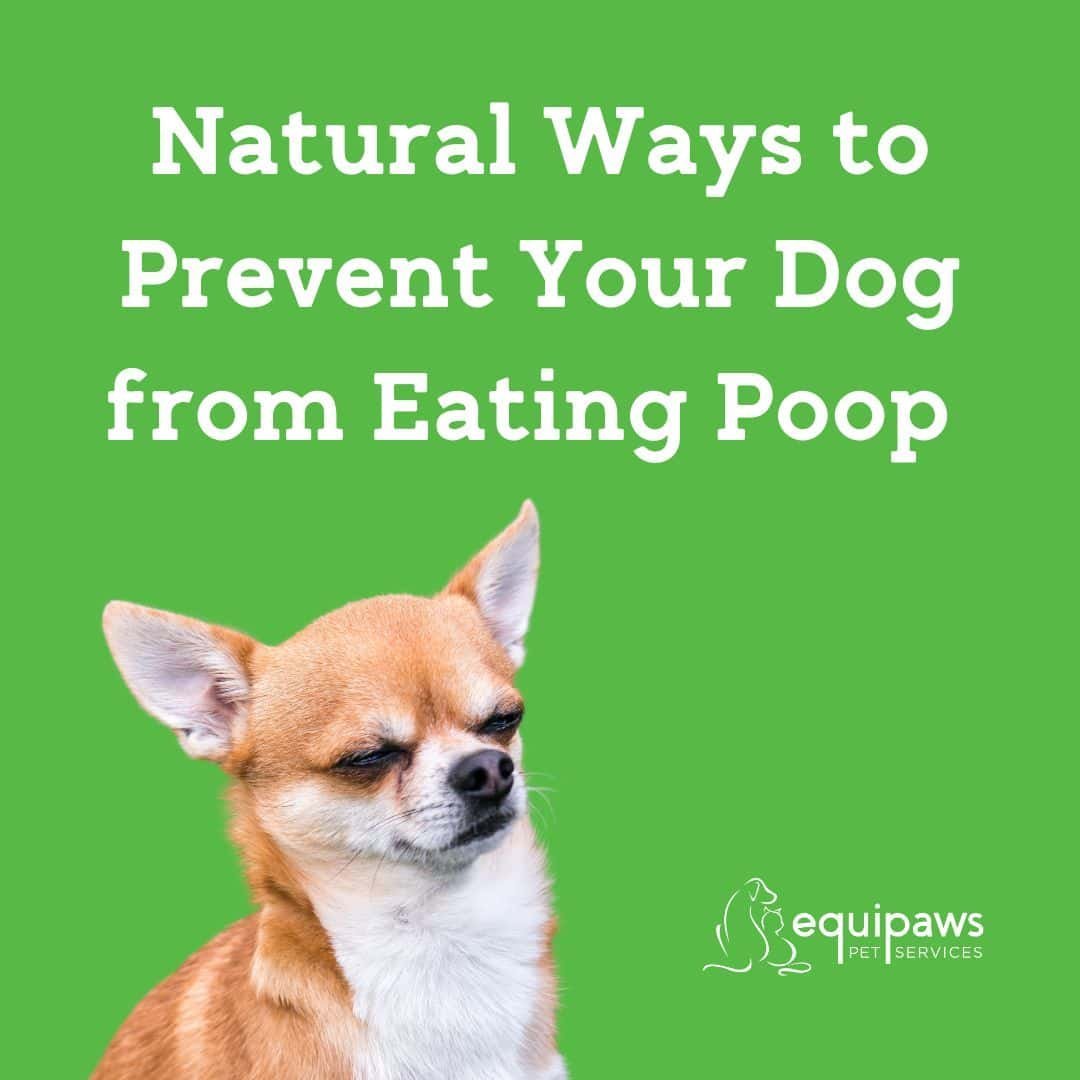 Nutritious ingredients for dogs including lean chicken, eggs, and quality commercial kibble.