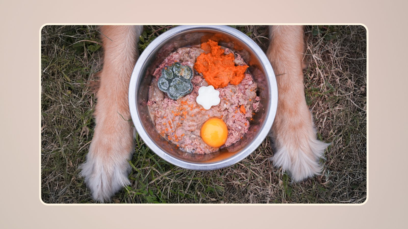 Measuring healthy lean protein portions for a dog in a modern kitchen.