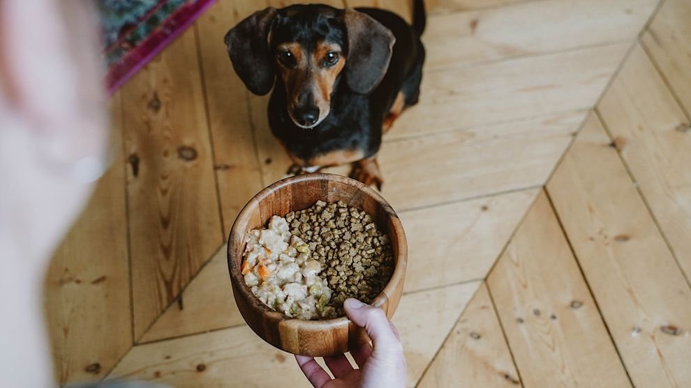 Researching high-quality dog food brands and nutritional standards online.