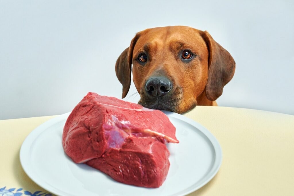 A veterinarian performing a health checkup on a dog in a clinic.