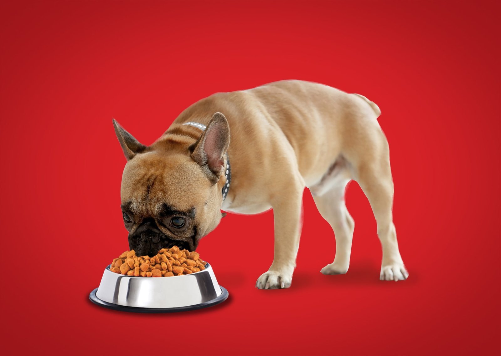 Different types of dog food tailored for puppies and senior dogs.