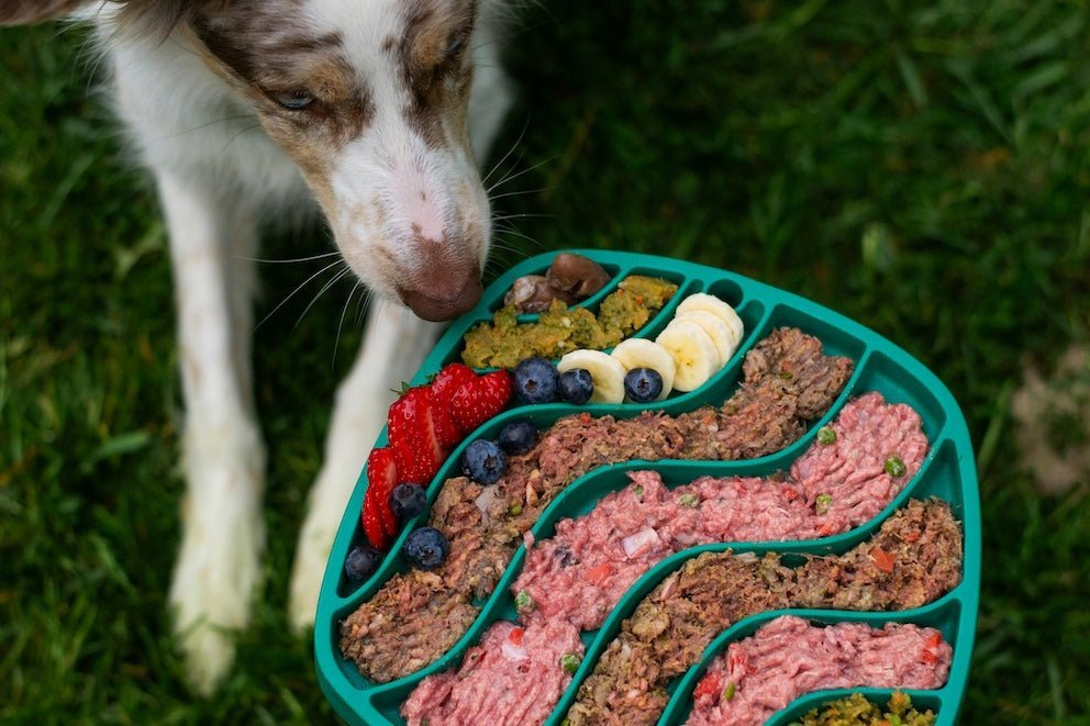 Bag of budget dog food and a filled bowl on a kitchen counter.