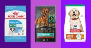 Bags of healthy dog food brands arranged on a bright kitchen counter.