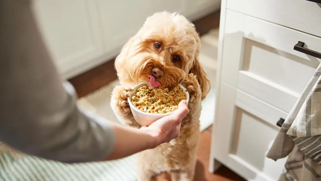 A bowl containing plain, cooked chicken and steamed broccoli for a dog.