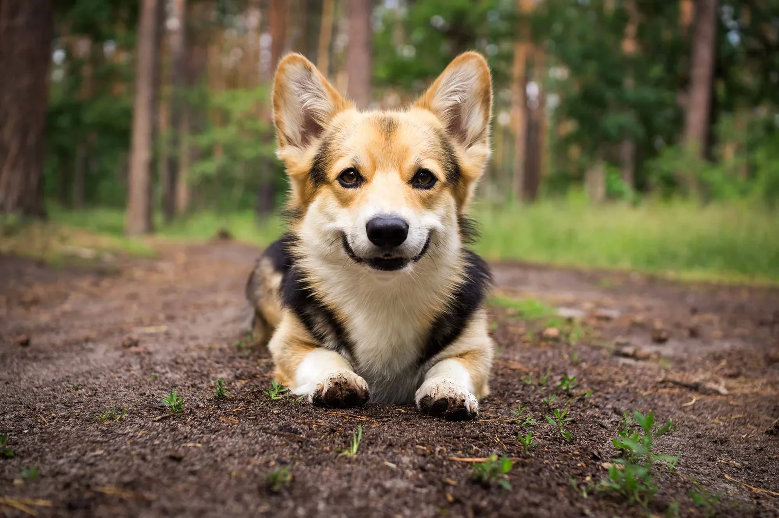 Clean water and quality dog food prepared for daily pet care.