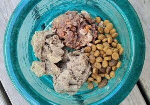 A cute dachshund puppy sitting next to a bowl of high-quality puppy food.