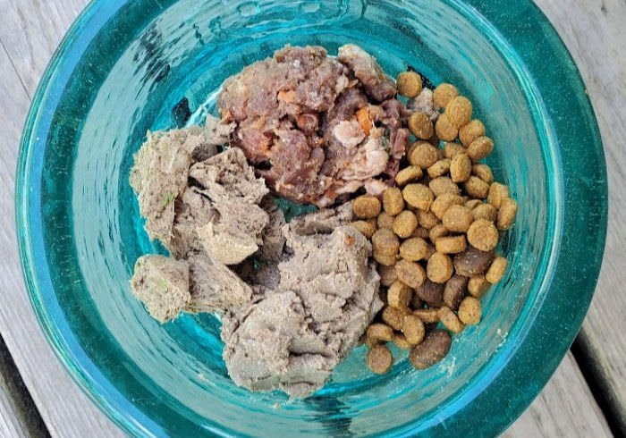 A cute dachshund puppy sitting next to a bowl of high-quality puppy food.