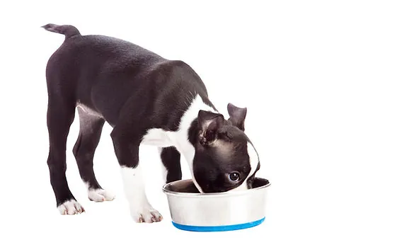 Dry dog kibble spills onto a counter beside fresh chicken and vegetables.