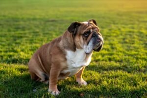 An English bulldog puppy sits beside a bowl of dog food.