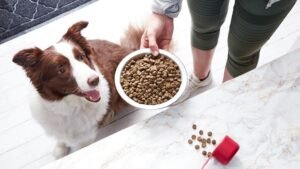 A healthy dog waiting patiently by a bowl of premium dog food.