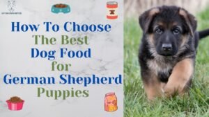 A healthy German Shepherd puppy sitting near a bowl of high-quality dog food.