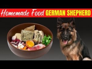 A healthy German Shepherd waits to eat premium dry dog food in a kitchen.