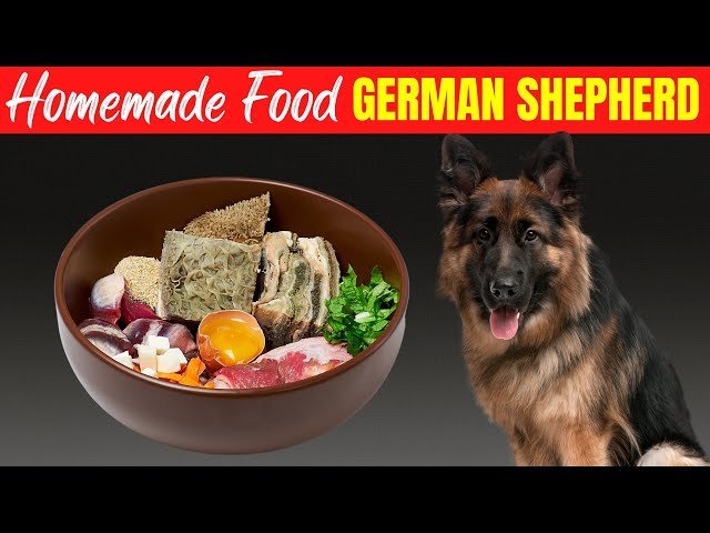 A healthy German Shepherd waits to eat premium dry dog food in a kitchen.
