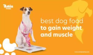 A healthy golden retriever waits for nutrient-dense dog food to help with weight gain.
