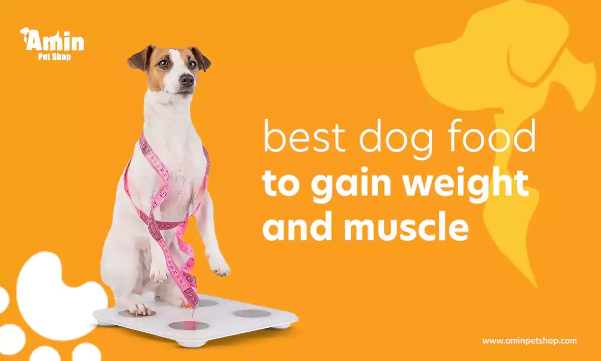 A healthy golden retriever waits for nutrient-dense dog food to help with weight gain.