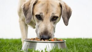 Healthy large golden retriever sitting beside measured food bowl in sunlit kitchen