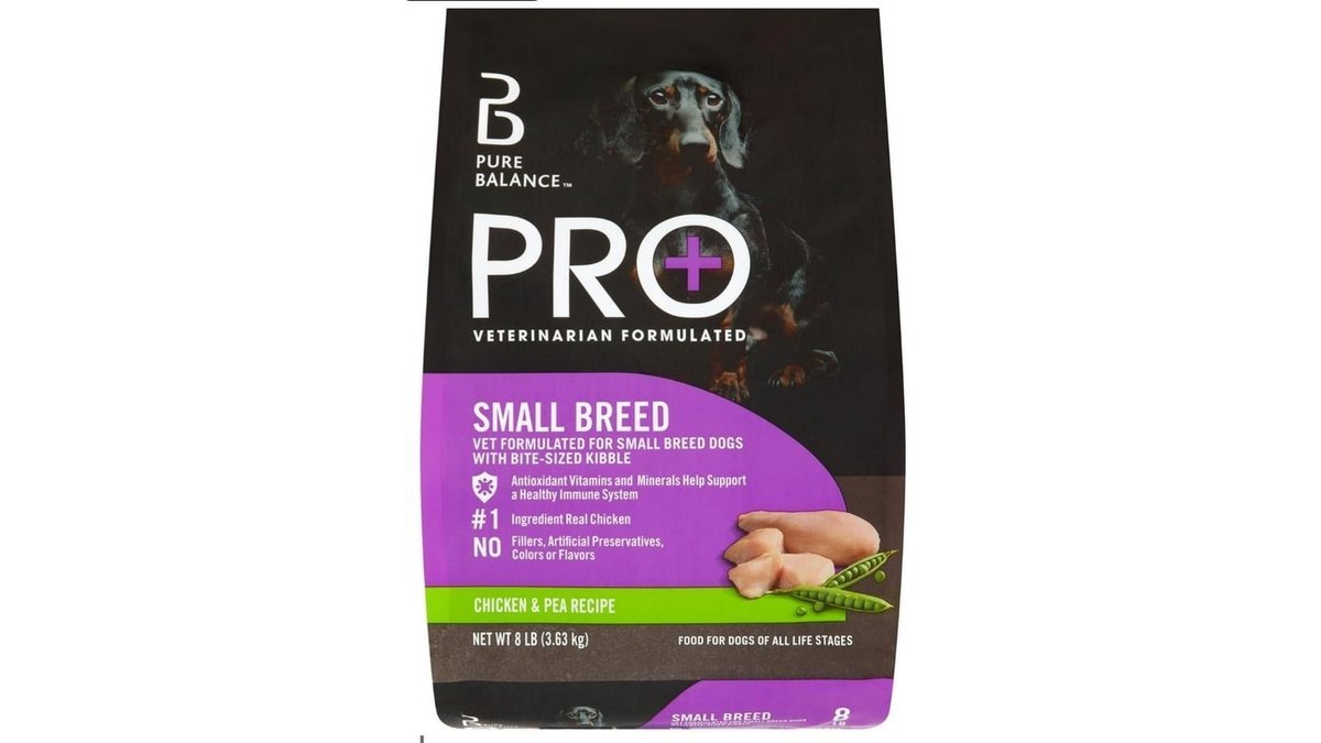 A healthy miniature dachshund looking at a bowl of premium dog food.