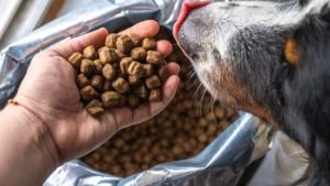 Large bag of cheap bulk dog food in warehouse store