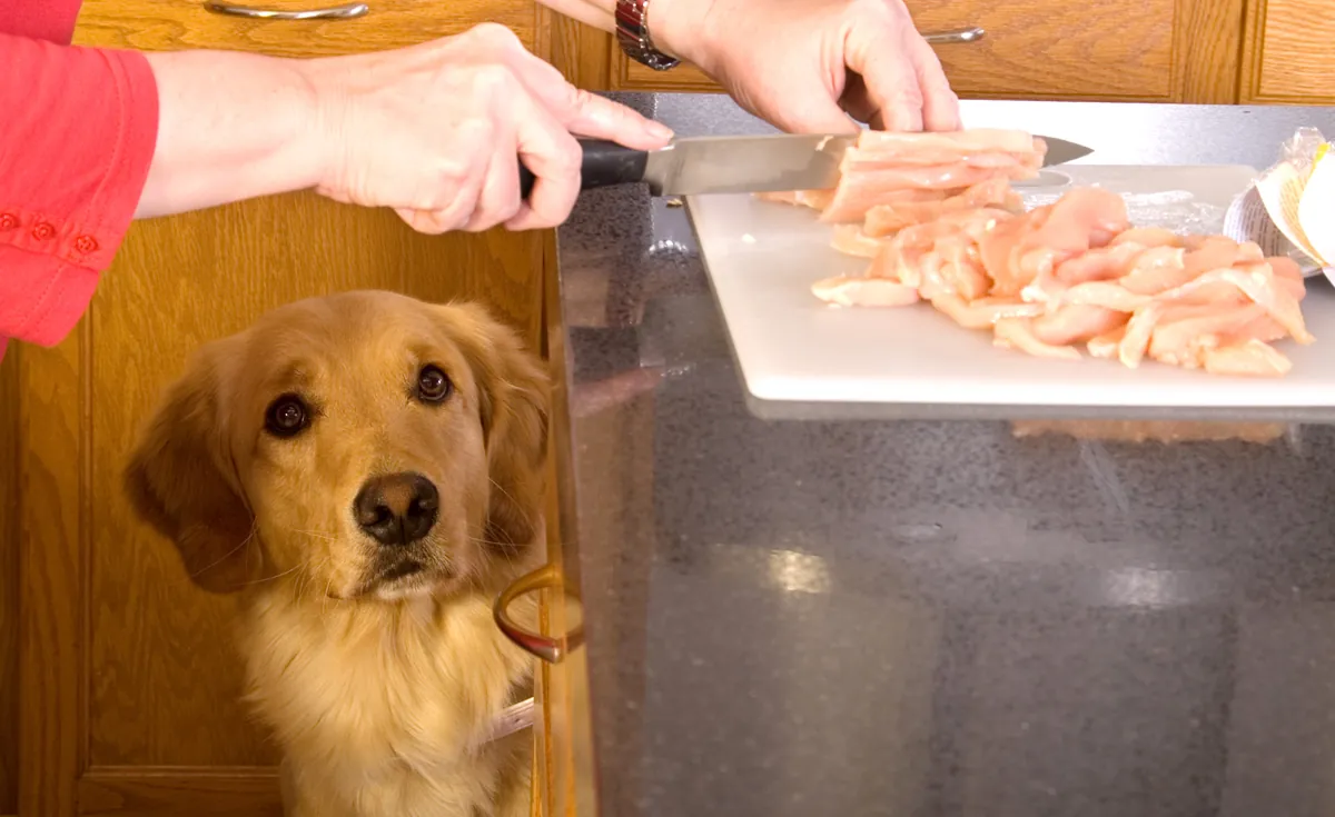A measuring cup scoops dry dog food from a bag on a counter.