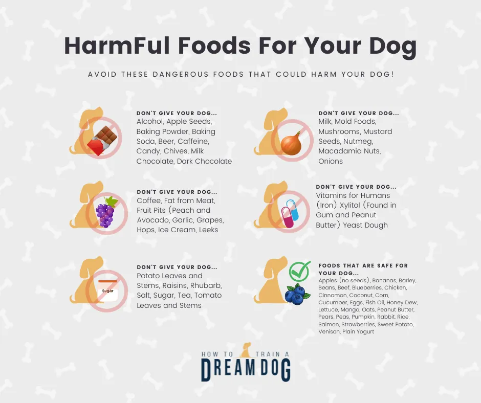 Measuring dog food correctly while keeping toxic human foods away from pets.