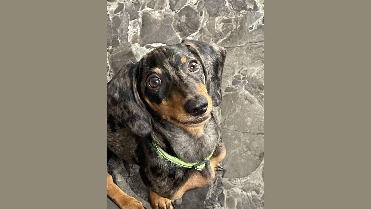 Miniature dachshund puppy sitting beside premium dog food bowl