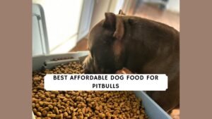 Muscular pitbull sitting beside kibble bowl on wooden kitchen floor