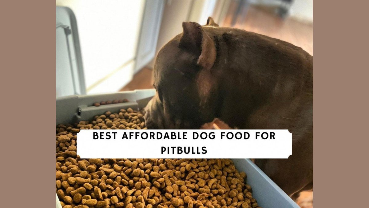 Muscular pitbull sitting beside kibble bowl on wooden kitchen floor