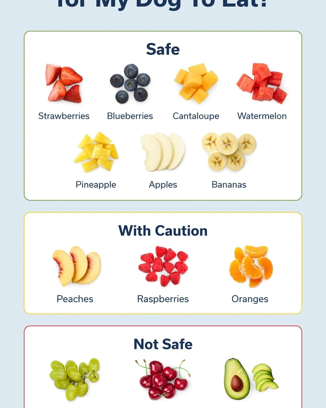 Plain chicken versus seasoned human food illustrating common feeding mistakes