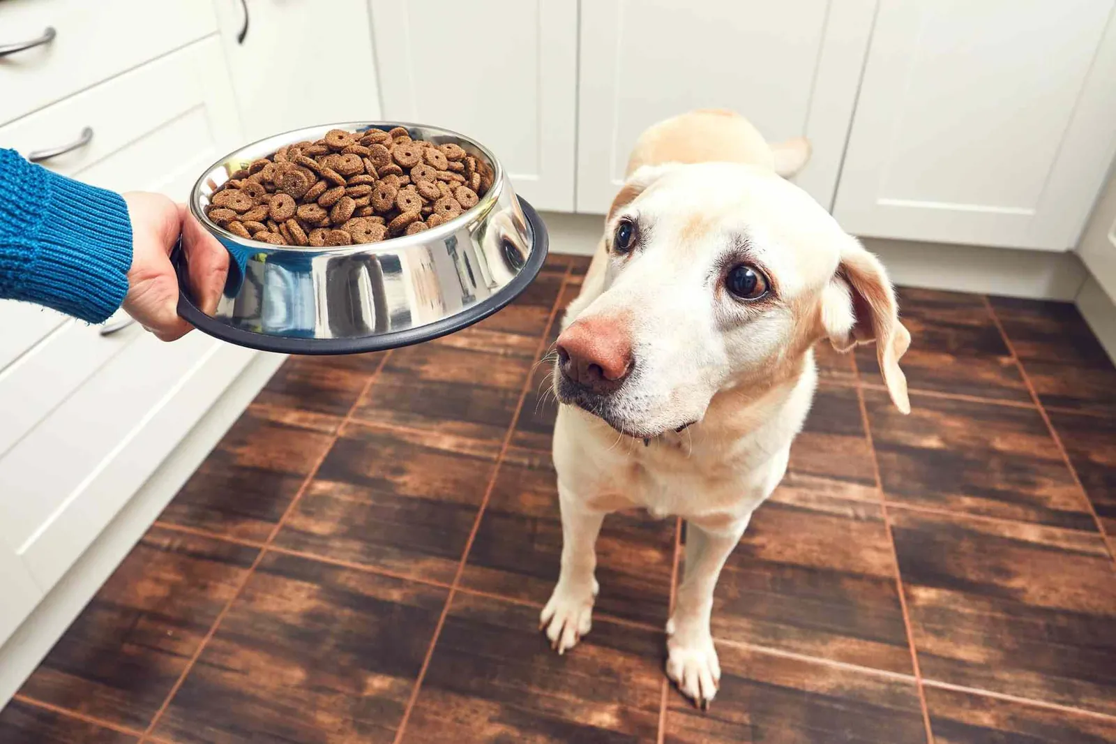 Proper dog food kept away from harmful human table scraps.