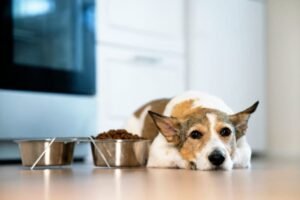 Senior dog sitting beside a bowl of canned dog food on a wooden floor.