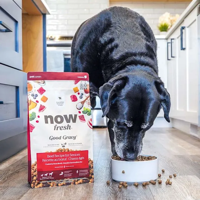 A small bag of dog kibble sits on a convenience store counter.