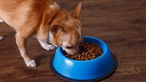 A small Chihuahua waits to eat premium dry dog food from a bowl.
