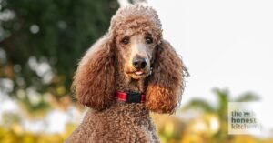 A standard poodle standing near a bowl of high-quality dry dog food.
