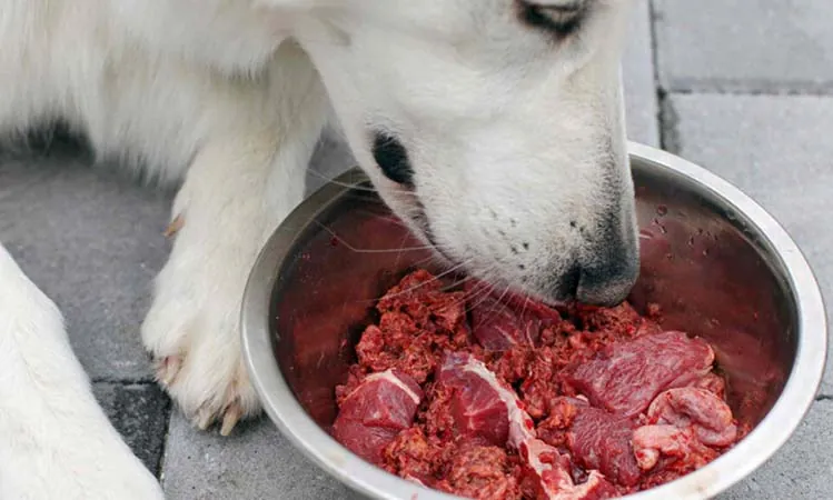 Two bowls of dog food showing different diets for puppies and seniors.