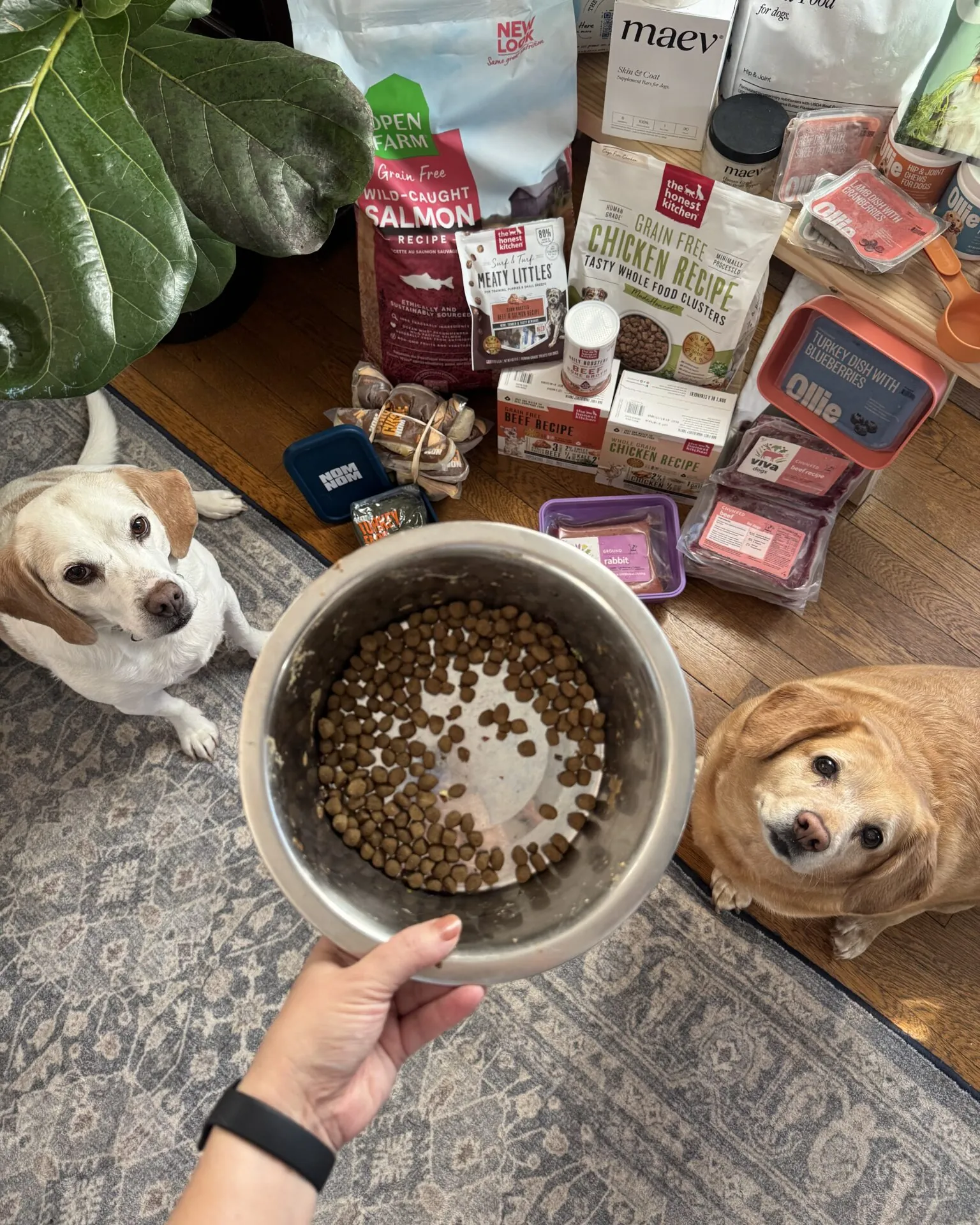 Two store brand dog food bags stand on the floor near a small dog.